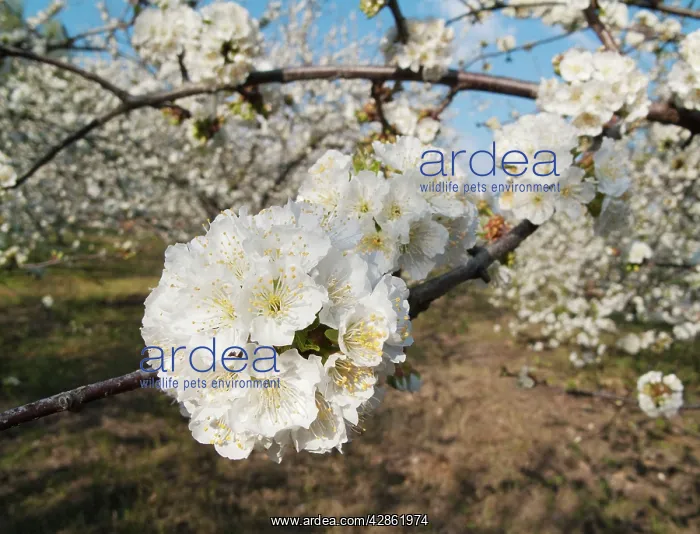: Cherry Tree / Wild Cherry / Sweet Cherry - in full : Cherry Tree / Wild Cherry / Sweet Cherry - in full