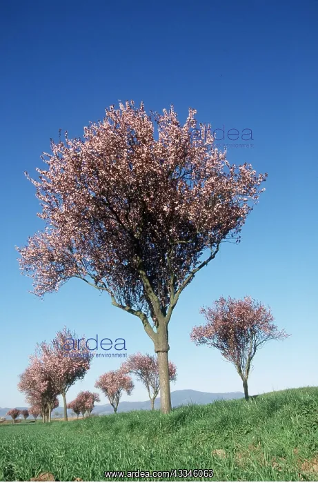 : CHERRY TREES - in blossom : CHERRY TREES - in blossom