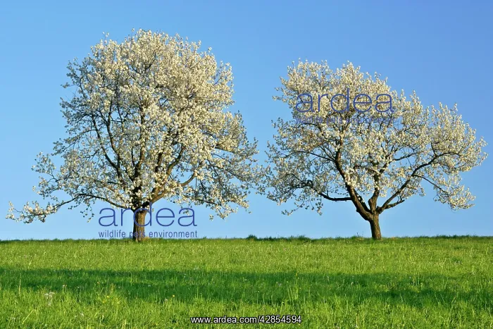 : Cherry trees - two flowering cherry trees in a : Cherry trees - two flowering cherry trees in a