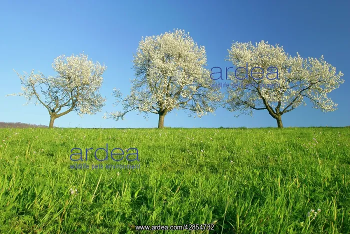 : Cherry trees - three flowering cherry trees in : Cherry trees - three flowering cherry trees in