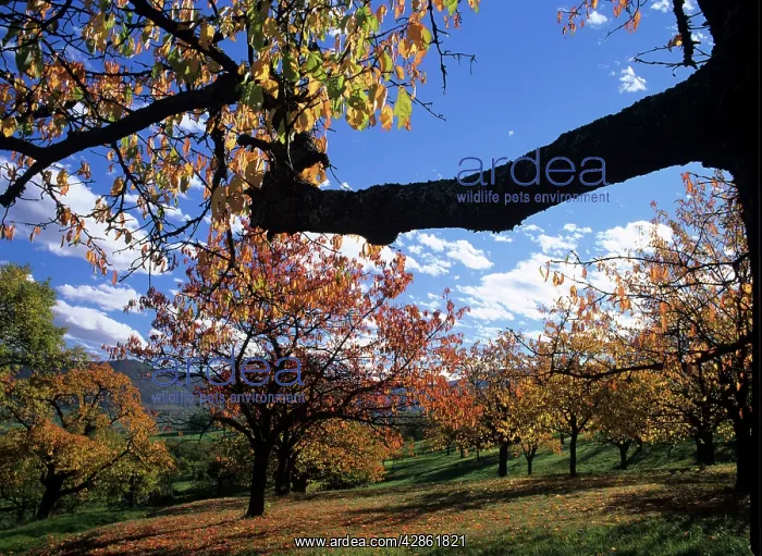 : Cherry trees - grove in autumn colours : Cherry trees - grove in autumn colours