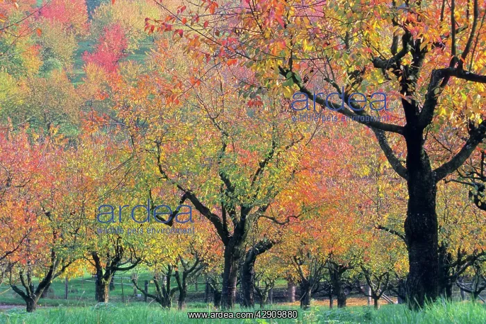  : Cherry Trees - orchard trees in autumn colour
