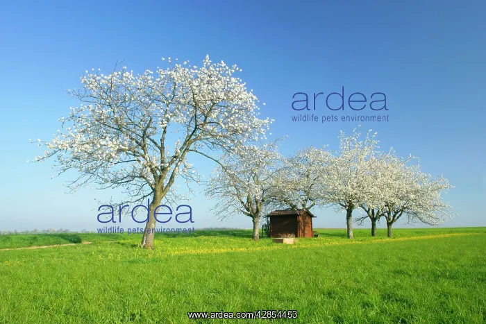 : Cherry trees small cabin on a meadow with flowering : Cherry trees small cabin on a meadow with flowering