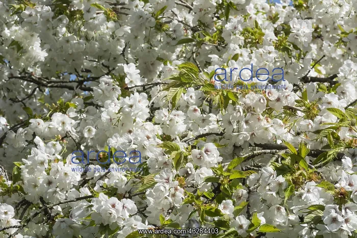  : Cherry, Weeping Yoshino cherry, Prunus x yedoensis