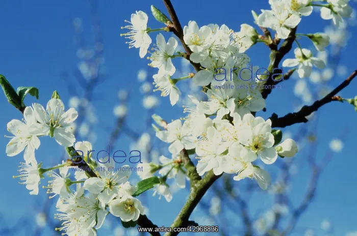: Cherry, Wild Cherry : Cherry, Wild Cherry