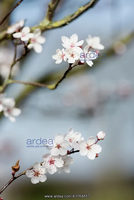 : Cherry, Wild Cherry blossom, Prunus avium, Several : Cherry, Wild Cherry blossom, Prunus avium, Several