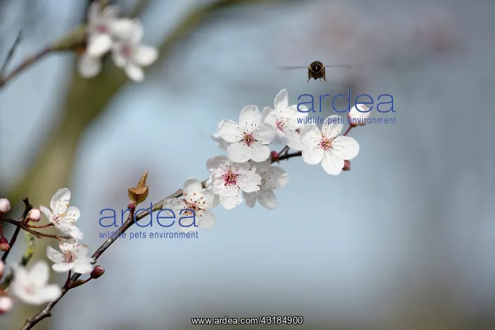 : Cherry, Wild Cherry blossom, Prunus avium, Several : Cherry, Wild Cherry blossom, Prunus avium, Several