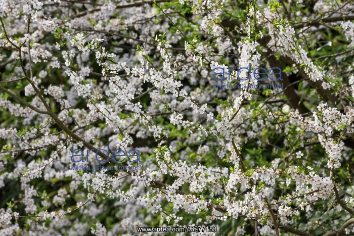 : Cherry, Wild Cherry, Prunus avium, White subject : Cherry, Wild Cherry, Prunus avium, White subject