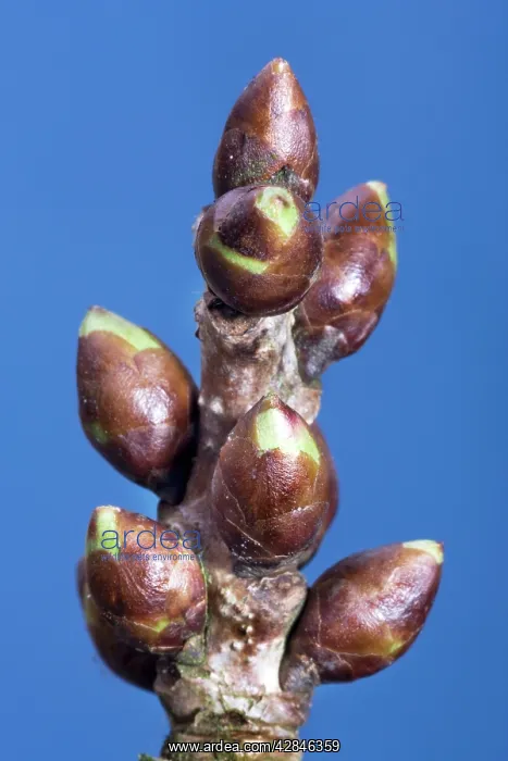: Cherry - wild-sweet cherry bud : Cherry - wild-sweet cherry bud