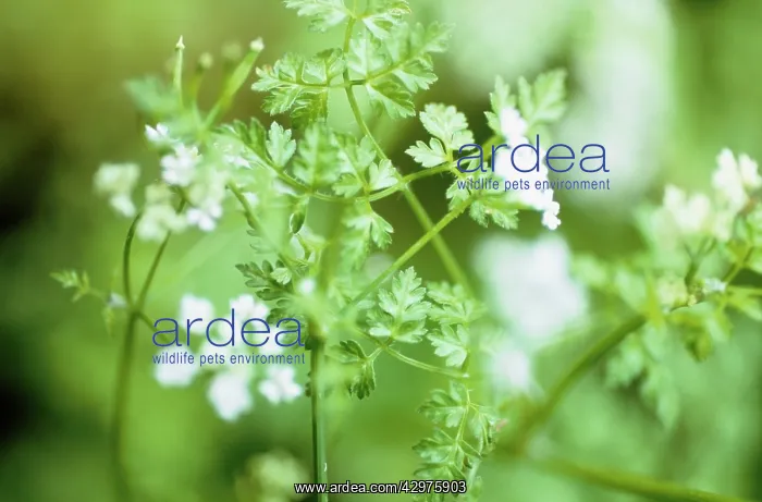 : Chervil, Anthriscus cerefolium : Chervil, Anthriscus cerefolium