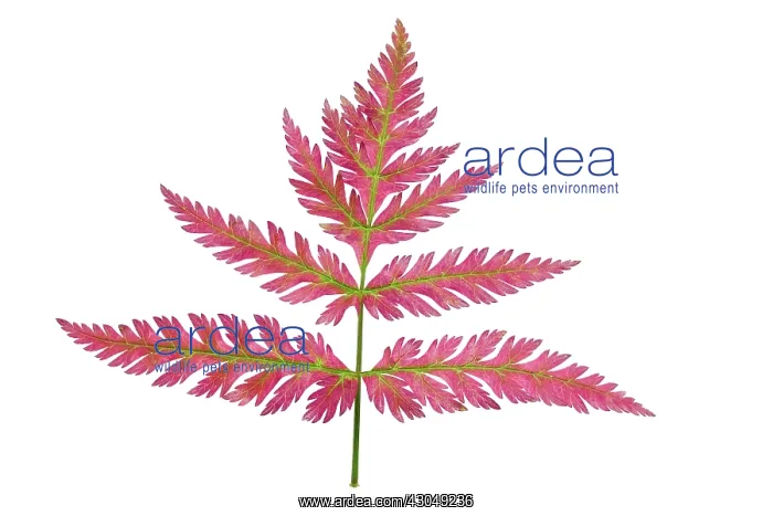 : Chervil, Anthriscus cerefolium : Chervil, Anthriscus cerefolium