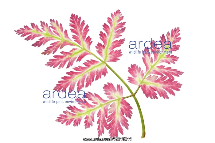 : Chervil, Anthriscus cerefolium : Chervil, Anthriscus cerefolium