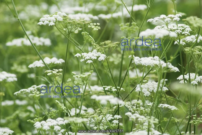 : Chervil, Anthriscus cerefolium : Chervil, Anthriscus cerefolium