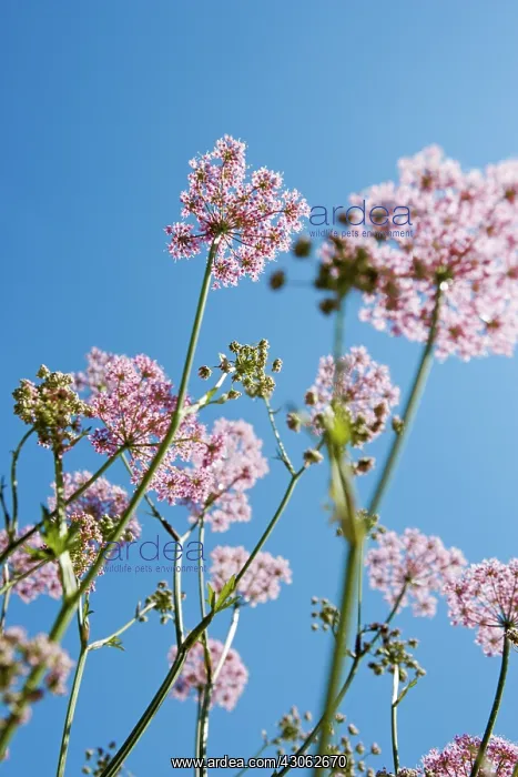 : Chervil, Hairy chervil, Chaerophyllum hirsutum Roseum : Chervil, Hairy chervil, Chaerophyllum hirsutum Roseum