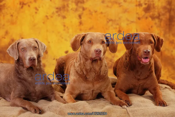 : Chesapeake Bay Retriever, three bitches lying next : Chesapeake Bay Retriever, three bitches lying next