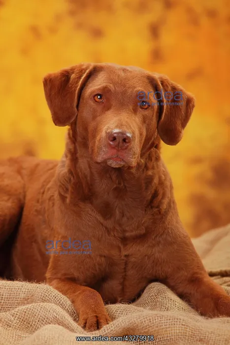 : Chesapeake Bay Retriever, female, lying, animal : Chesapeake Bay Retriever, female, lying, animal