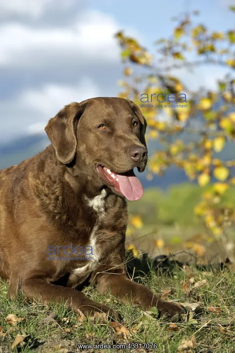 : Chesapeake Bay Retriever laying on grass, portrait : Chesapeake Bay Retriever laying on grass, portrait