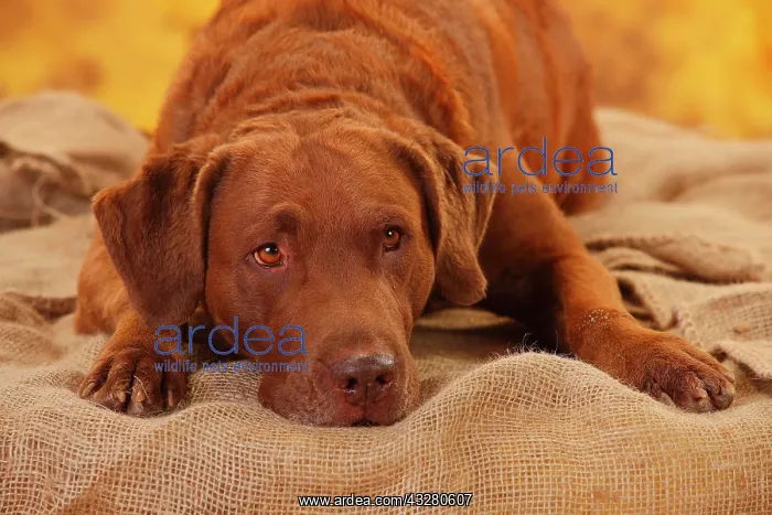 : Chesapeake Bay Retriever, male, 6 years, lying on : Chesapeake Bay Retriever, male, 6 years, lying on