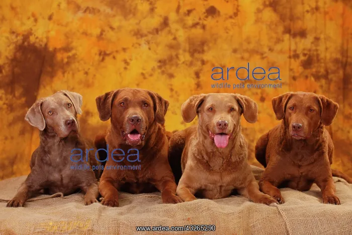 : Chesapeake Bay Retriever, male with three bitches : Chesapeake Bay Retriever, male with three bitches