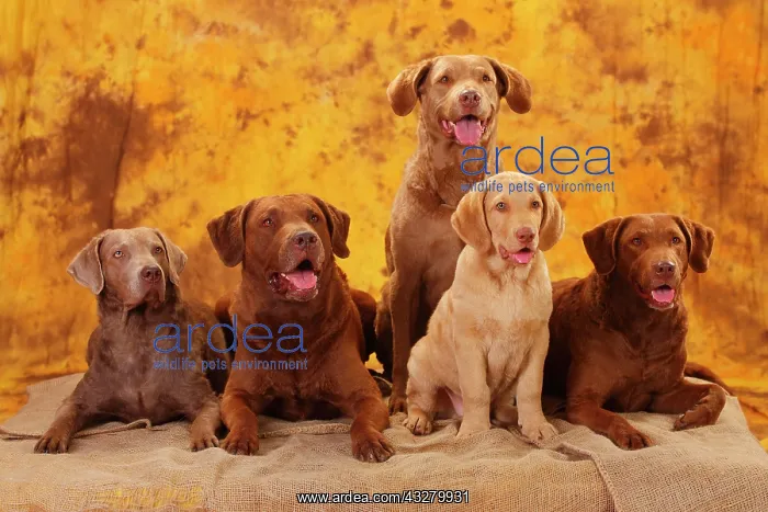 : Chesapeake Bay Retriever, male, three bitches and : Chesapeake Bay Retriever, male, three bitches and