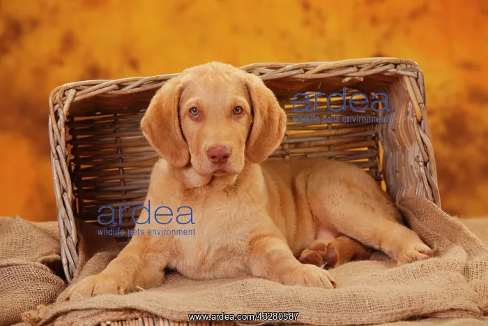 : Chesapeake Bay Retriever, puppy, 10 weeks : Chesapeake Bay Retriever, puppy, 10 weeks