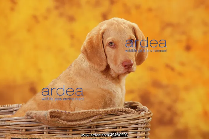 : Chesapeake Bay Retriever, puppy sitting in basket : Chesapeake Bay Retriever, puppy sitting in basket