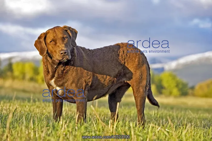  : Chesapeake Bay Retriever standing in field, watching