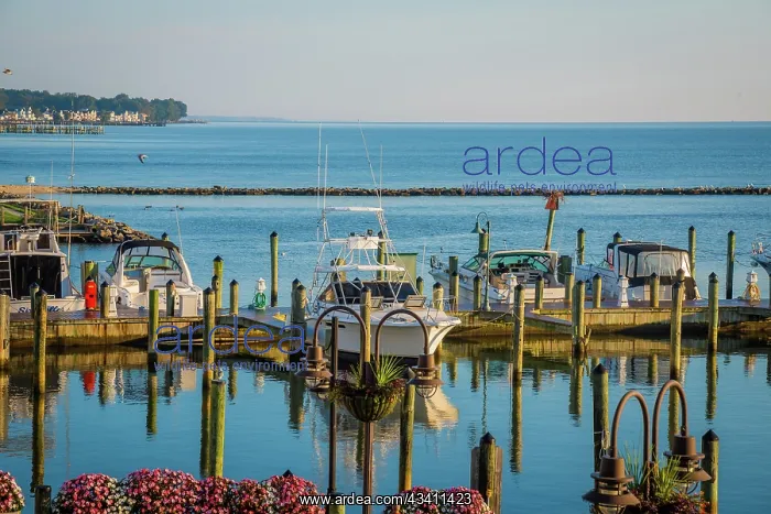: Chesapeake Beach docks, USA : Chesapeake Beach docks, USA