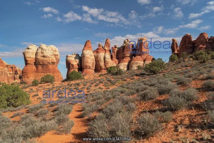 : Chesler Park Canyonlands National Park, Utah : Chesler Park Canyonlands National Park, Utah