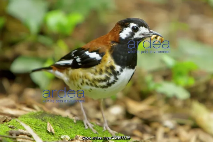 : Chesnut-backed Thrush : Chesnut-backed Thrush