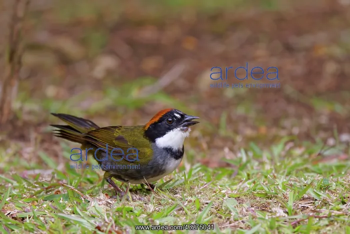 : Chesnut-capped Brush-finch Arremon brunneinucha Alajuela, Co : Chesnut-capped Brush-finch Arremon brunneinucha Alajuela, Co