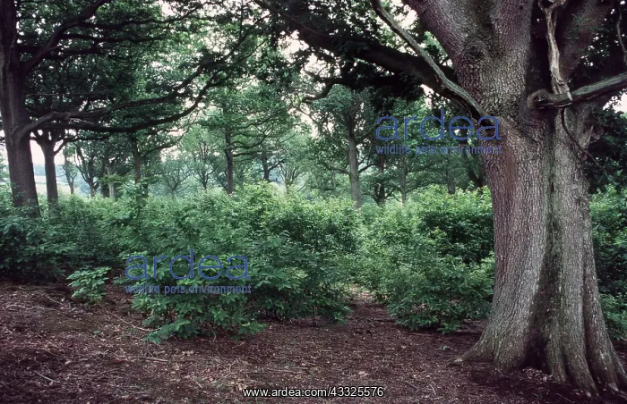 : CHESNUT COPPICE - with Oak Standards : CHESNUT COPPICE - with Oak Standards