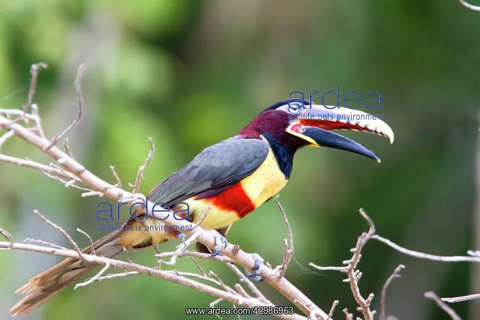 : Chesnut Eared Aracari : Chesnut Eared Aracari
