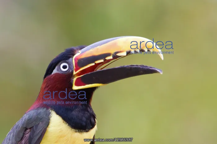 : Chesnut Eared Aracari : Chesnut Eared Aracari