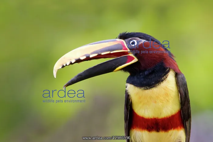 : Chesnut Eared Aracari : Chesnut Eared Aracari