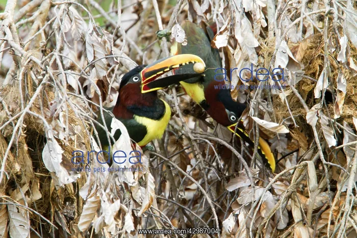 : Chesnut Eared Aracari : Chesnut Eared Aracari