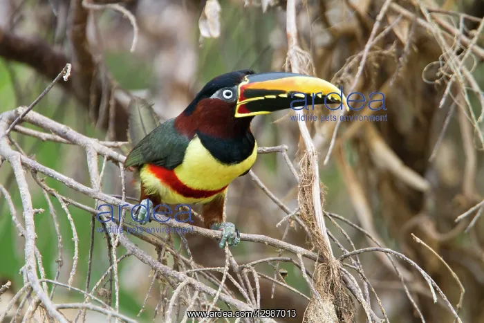 : Chesnut Eared Aracari : Chesnut Eared Aracari
