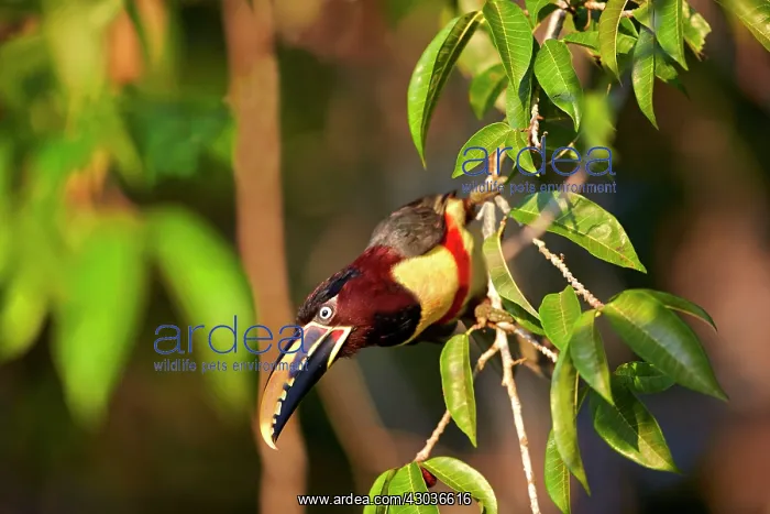 : Chesnut Eared Aracari Pantanal area Mato Grosso : Chesnut Eared Aracari Pantanal area Mato Grosso