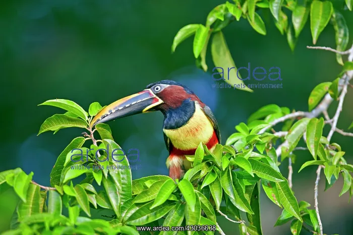 : Chesnut Eared Aracari Pantanal area Mato Grosso : Chesnut Eared Aracari Pantanal area Mato Grosso