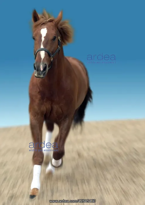  : Chesnut horse galloping front-on