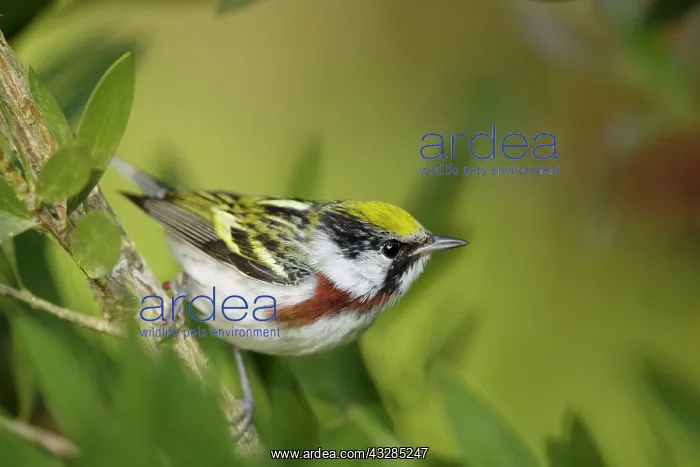 : Chesnut-sided Warbler - male on Spring migration : Chesnut-sided Warbler - male on Spring migration