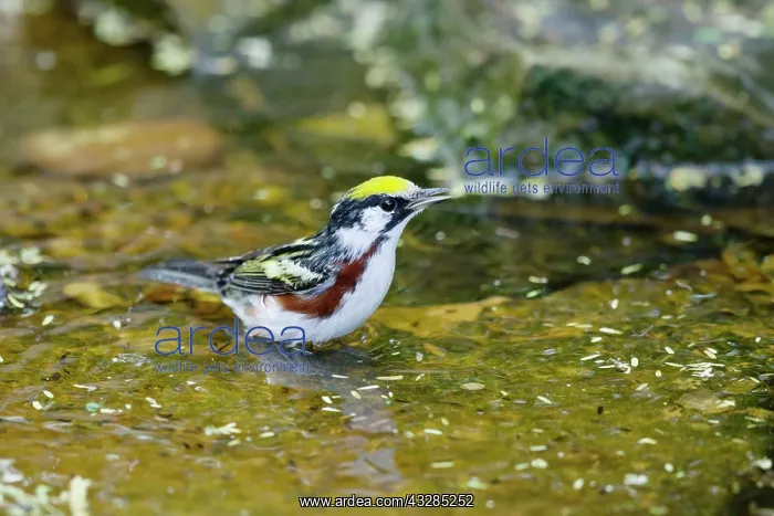 : Chesnut-sided Warbler - male washing : Chesnut-sided Warbler - male washing