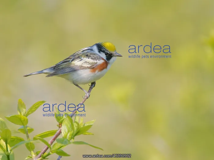 : Chesnut Sided Warbler Setophaga pensylvanica Magee : Chesnut Sided Warbler Setophaga pensylvanica Magee