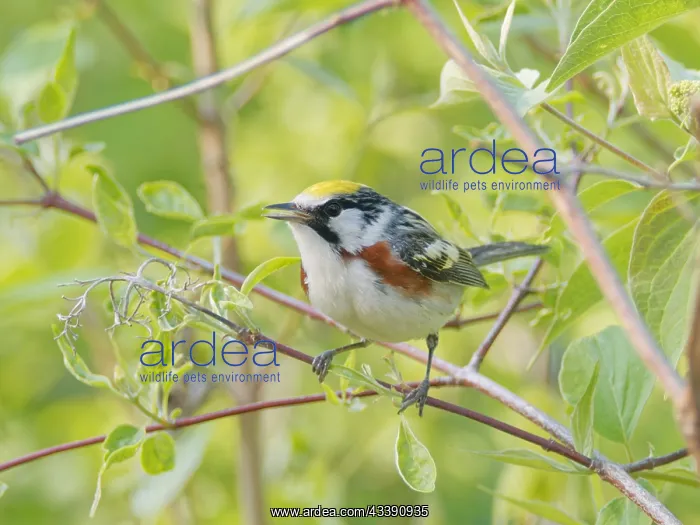 : Chesnut Sided Warbler Setophaga pensylvanica Magee : Chesnut Sided Warbler Setophaga pensylvanica Magee
