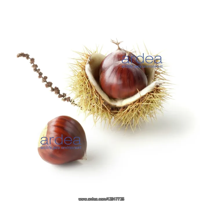  : Chestnut, Sweet chestnut, Castanea sativa