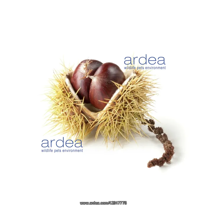 : Chestnut, Sweet chestnut, Castanea sativa : Chestnut, Sweet chestnut, Castanea sativa