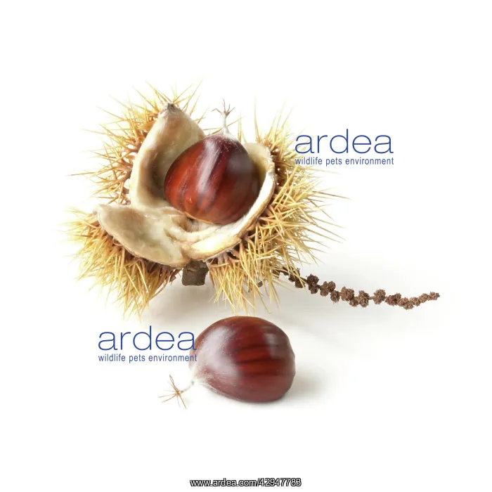: Chestnut, Sweet chestnut, Castanea sativa : Chestnut, Sweet chestnut, Castanea sativa