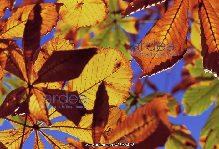  : Chestnut, Sweet chestnut, Castanea sativa