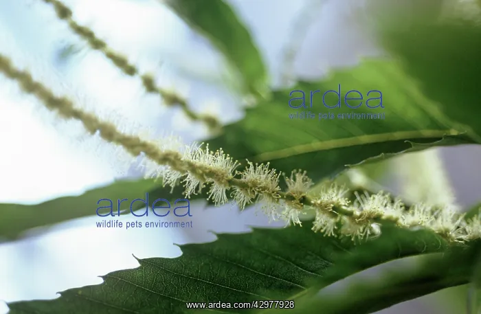 : Chestnut, Sweet chestnut, Castanea sativa : Chestnut, Sweet chestnut, Castanea sativa