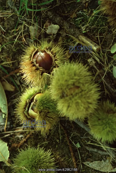 : Chestnut, Sweet chestnut, Castanea sativa : Chestnut, Sweet chestnut, Castanea sativa